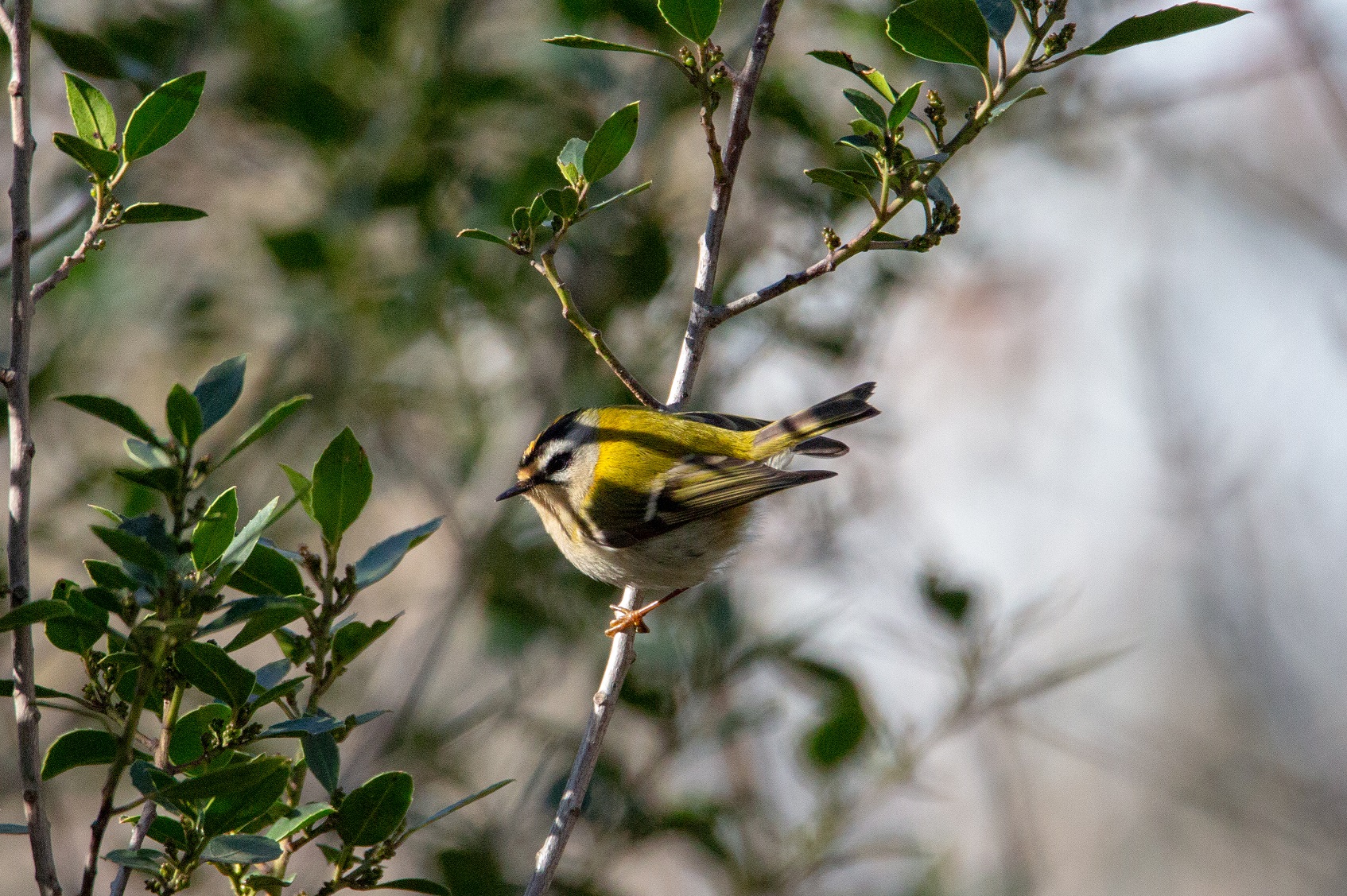 Roitelet triple-bandeau